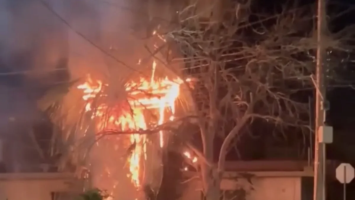Incendio en una palma junto al cableado de las calles Rayón y Durango en Ciudad Juárez