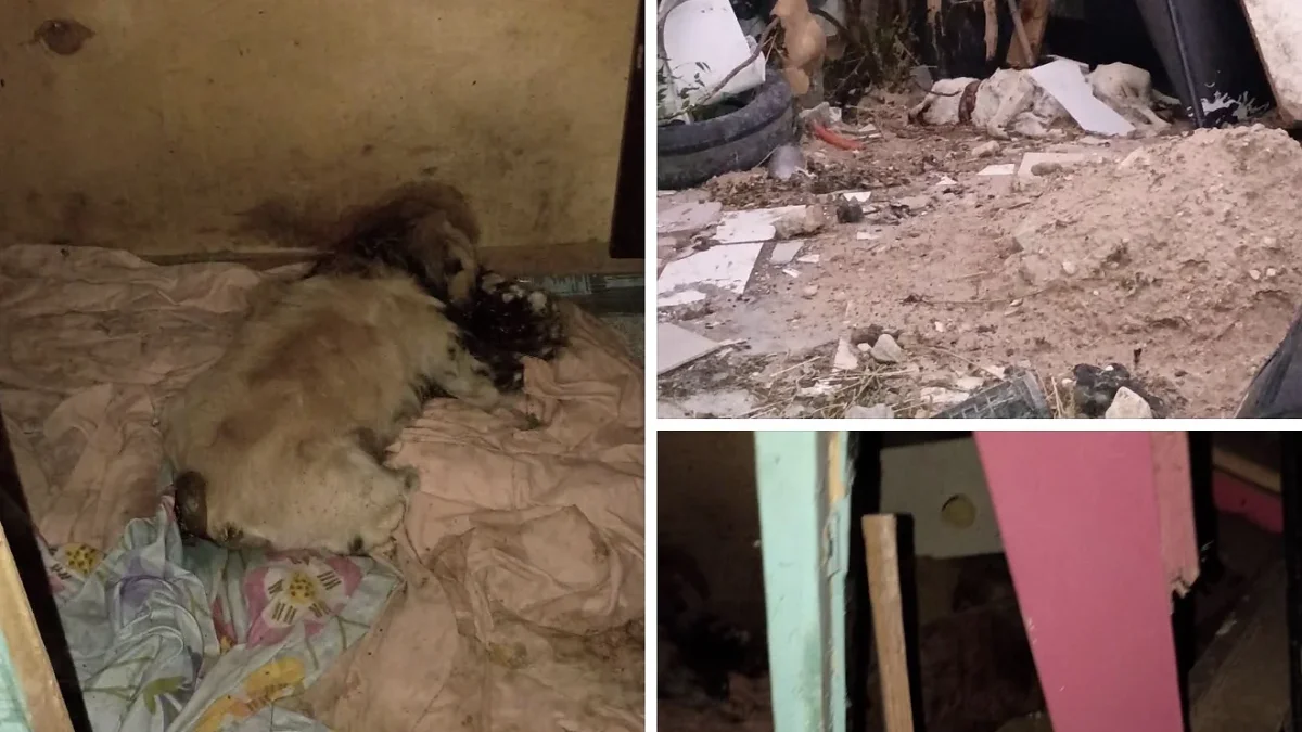 Departamento de Eco 2000 donde vecinos reportaron más de 10 perros sin vida