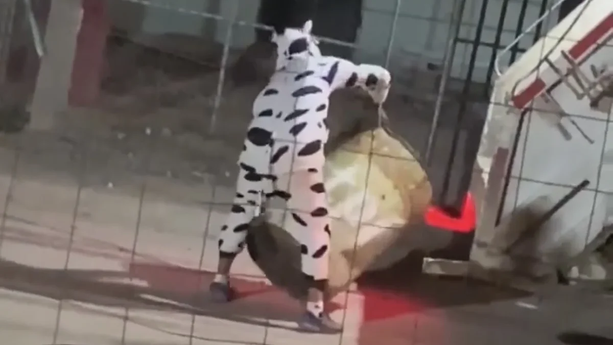 Recolector de basura disfrazado de vaca durante una ruta nocturna en Ciudad Juárez