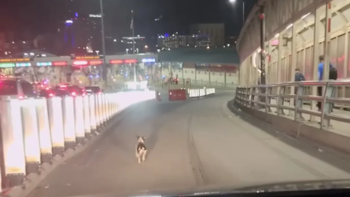 Perrito caminando por los carriles del Puente Libre rumbo a El Paso durante la madrugada