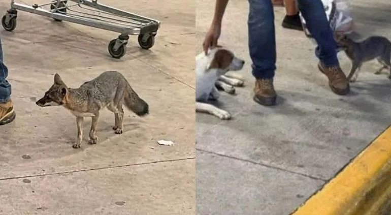 Zorra gris cerca de una tienda Bodega Aurrera en Cancún