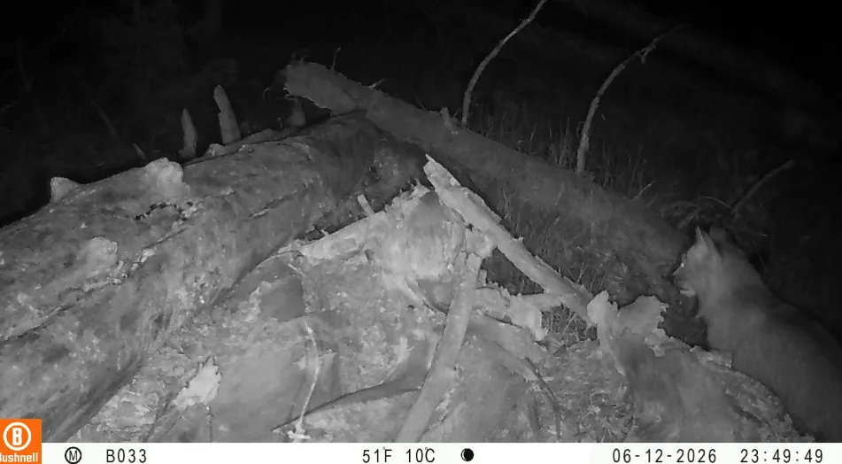 Lince canadiense captado por una cámara en el Bosque Nacional Carson de Nuevo México