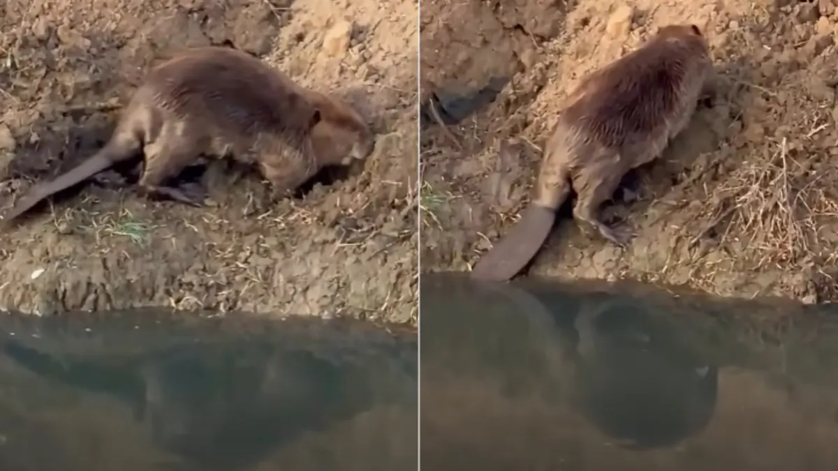 Castor caminando por la orilla del río en el Valle de Juárez