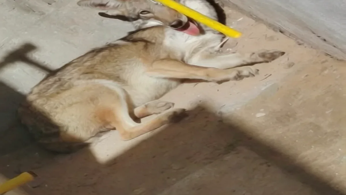 Coyote recostado en el patio de una vivienda de Privada Valencia en Ciudad Juárez