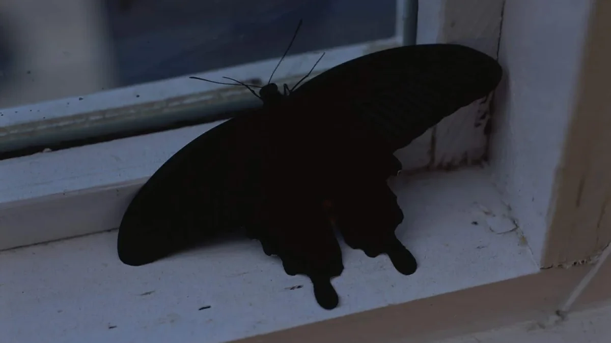 Mariposa negra posada dentro de una vivienda durante la noche
