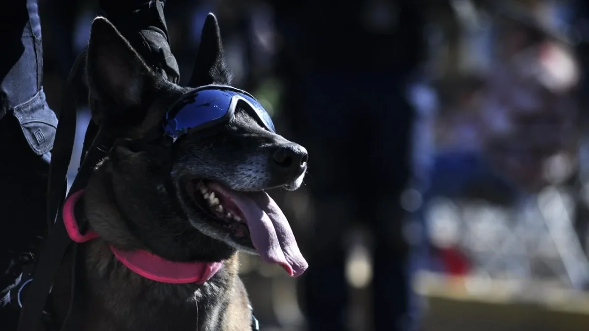 Ejemplar del agrupamiento K9 de la Policía Municipal de Ciudad Juárez