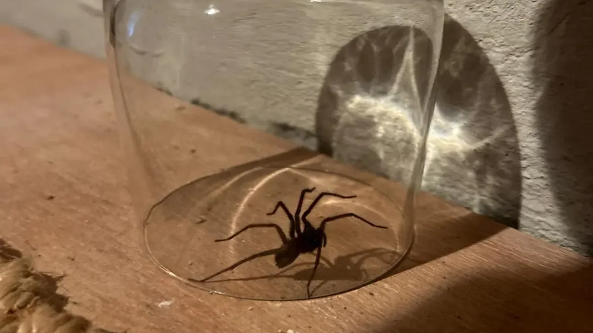Araña doméstica sobre una pared en el interior de una vivienda