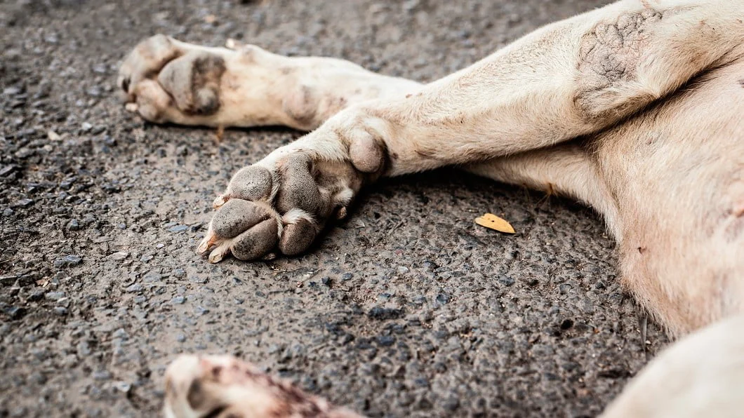 Propuesta de permiso laboral por la muerte de una mascota