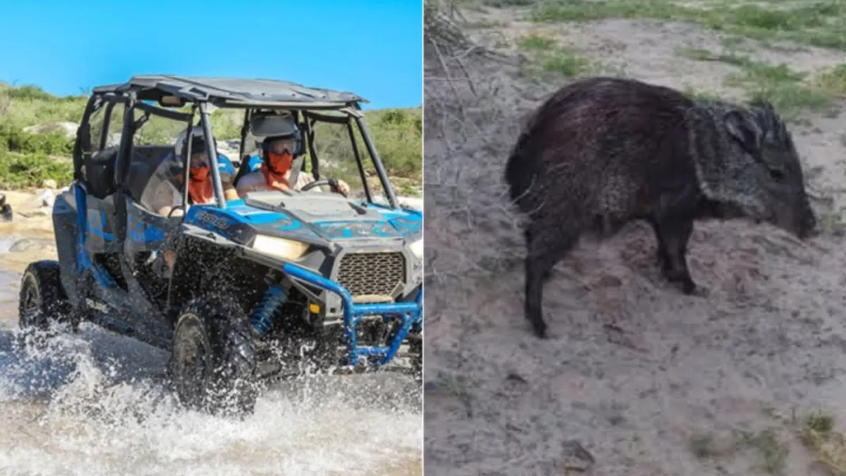 Jabalí herido encontrado en la zona de la Ermita de San Lorenzo en Ciudad Juárez