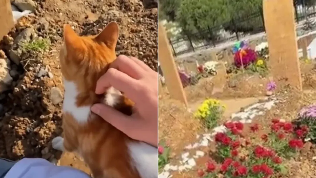 Gato naranja con blanco se acerca a una persona dentro de un cementerio
