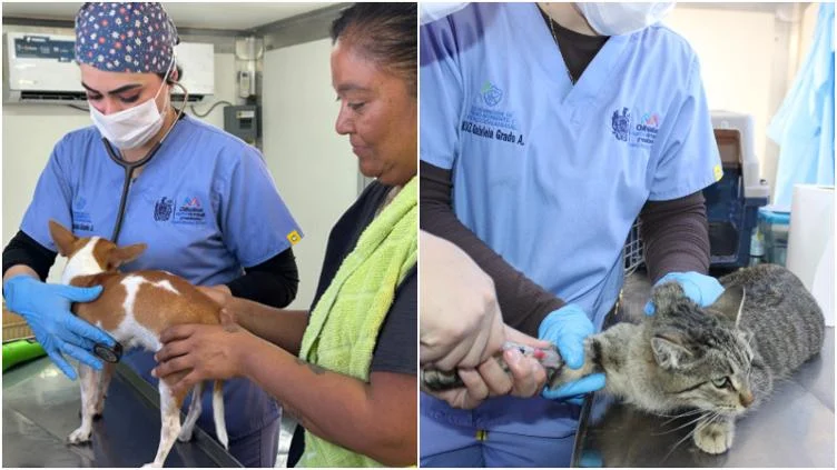 Perro y gato durante una jornada gratuita de esterilización de mascotas en Ciudad Juárez
