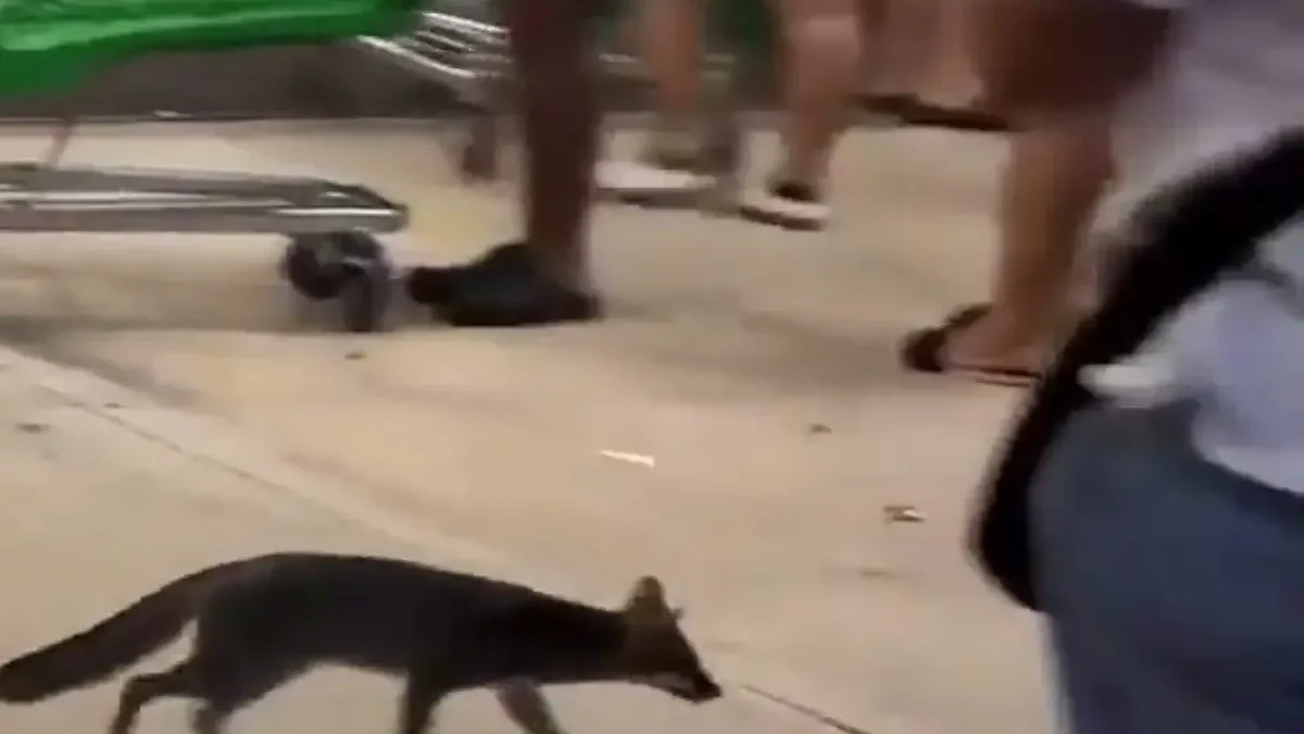 Zorra gris localizada en el estacionamiento de un supermercado de Cancún