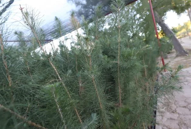 Árboles disponibles para entrega gratuita en el vivero municipal de Ciudad Juárez