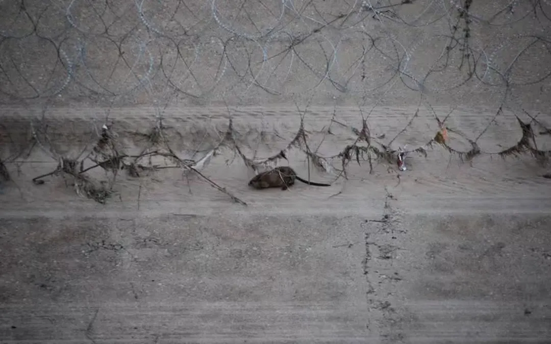 Rata almizclera avistada en el Río Bravo de Ciudad Juárez