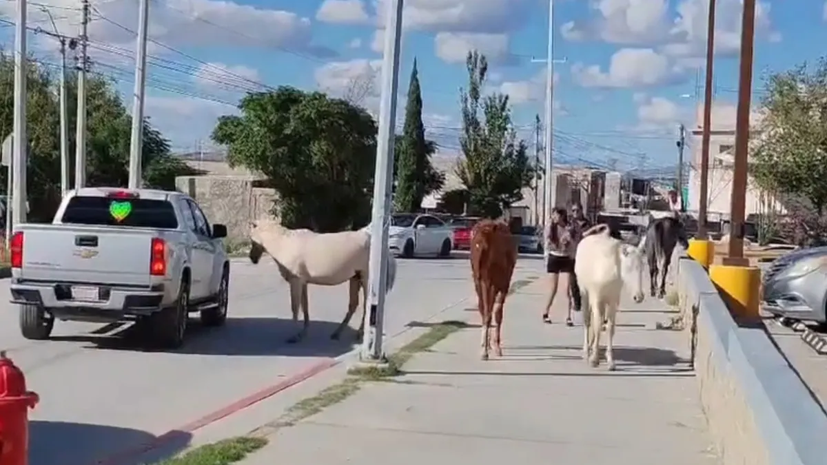 Caballos sueltos en la colonia Fronteriza Ampliación de Ciudad Juárez