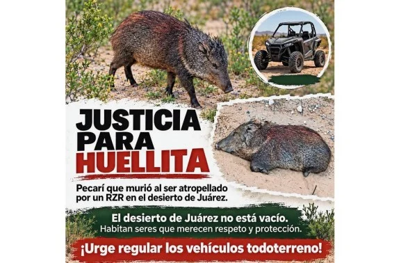 Ecosistema desértico que colectivos buscan proteger de vehículos todoterreno en Chihuahua